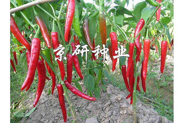 改良國(guó)塔108