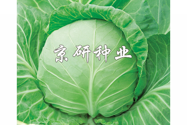 春甘3號(hào)