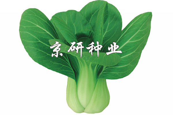 春油1號(hào)